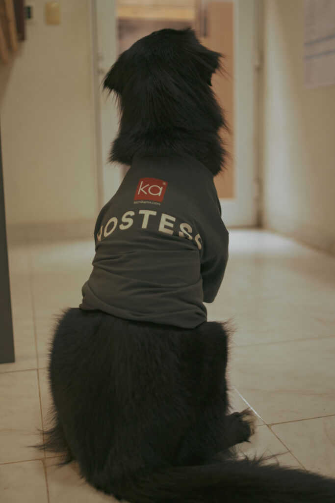 Perro mascota de Tecnika con playera de hostess en las oficinas